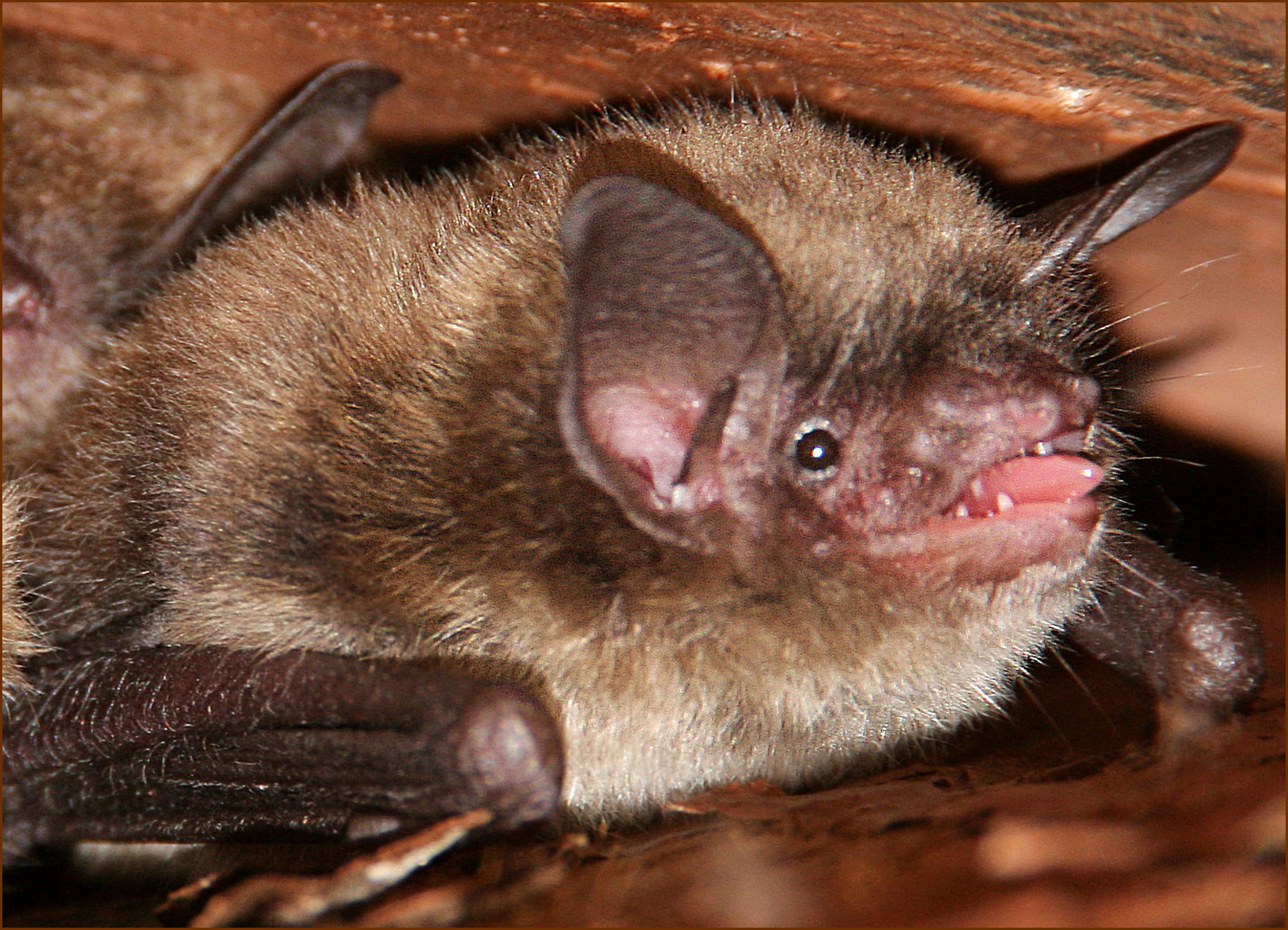 Charleston Animal Removal, Wildlife Control, Bat Removal, Rat Removal