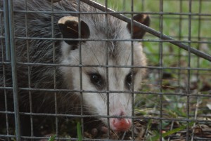 Possum Removal