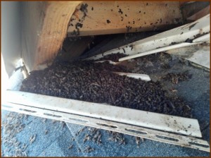 Bat Guano Removal from Soffit