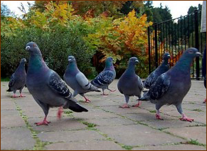 pigeon control, pigeon removal, bird removal service