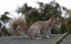 Squirrel on Roof in Fountainebleau