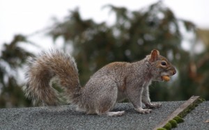 Squirrel on Roof in Golf