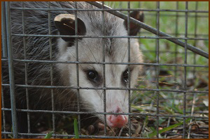 Texas Opossum Removal