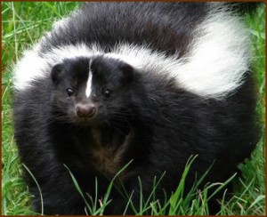 Washington DC Skunk Control