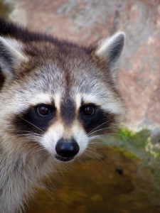Pickerington raccoon removal