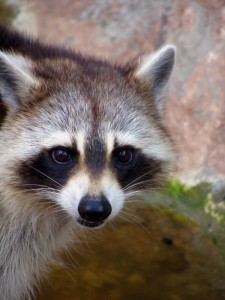 raccoon