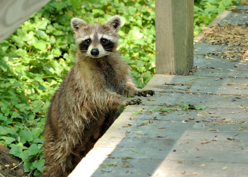 raccoon removal