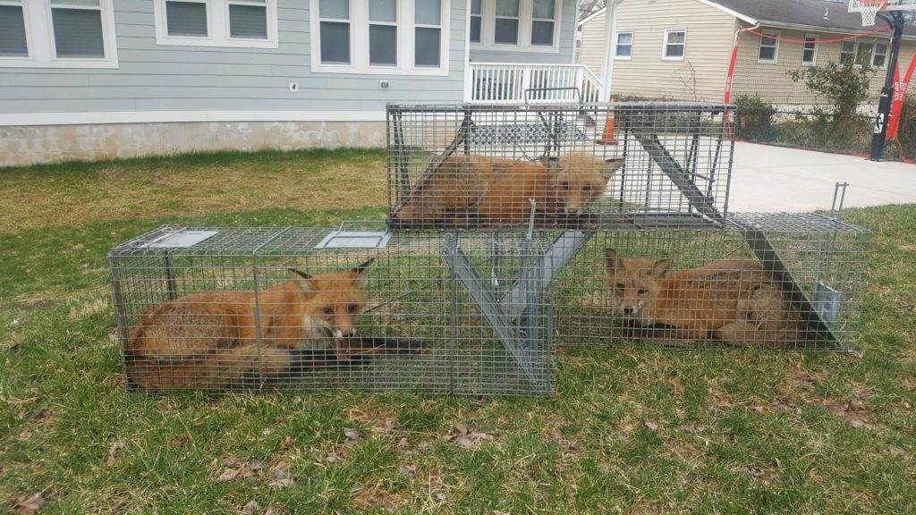 fox trapping, fox removal