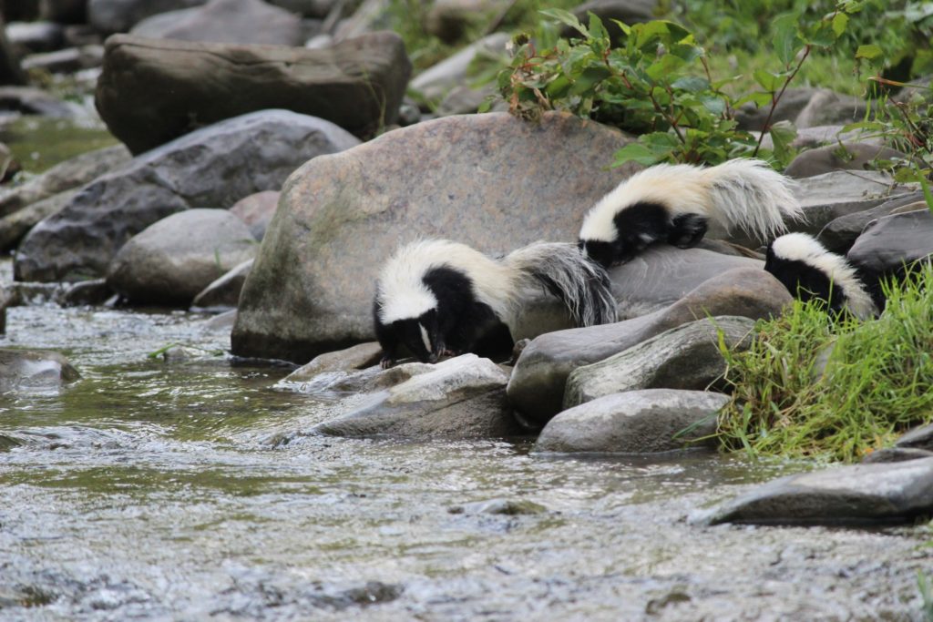 Remove skunks from your property