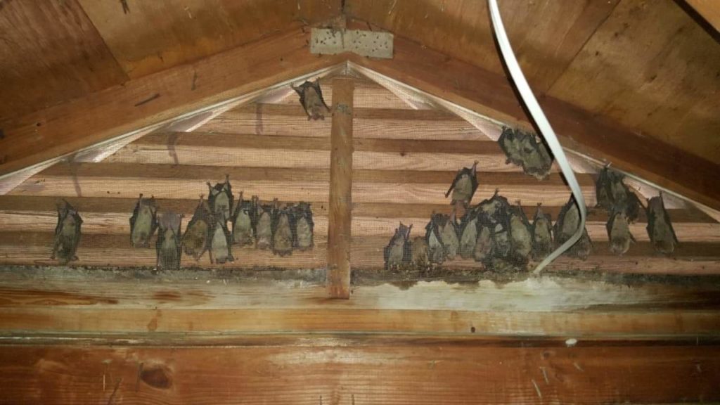 bats in an attic, texas