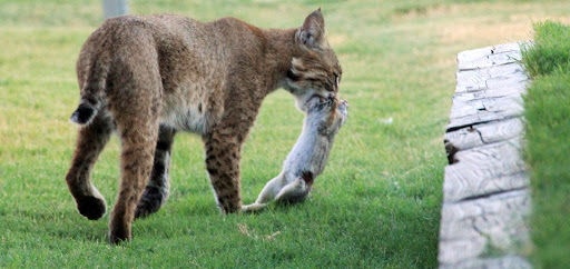 bobcats, wildlife removal in Ohio