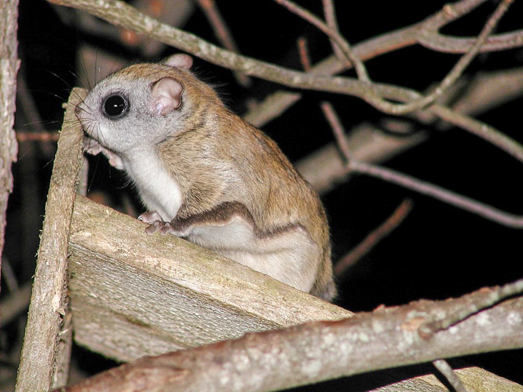 Flying Squirrel removal, wildlife removal services