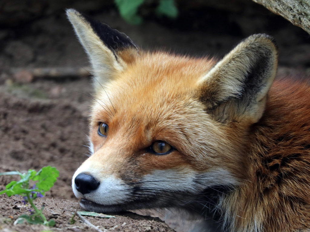 fox removal, trapping, wild fox animal control