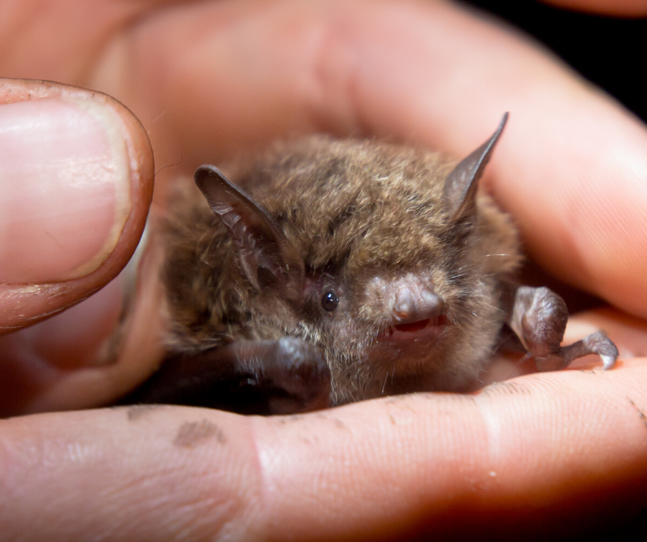 bat removal, humane bat removal service