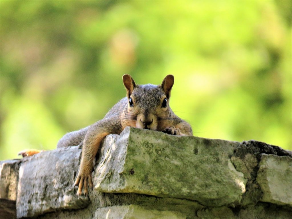 Squirrel removal, squirrel damage