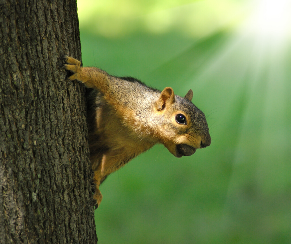 get rid of squirrels in attic