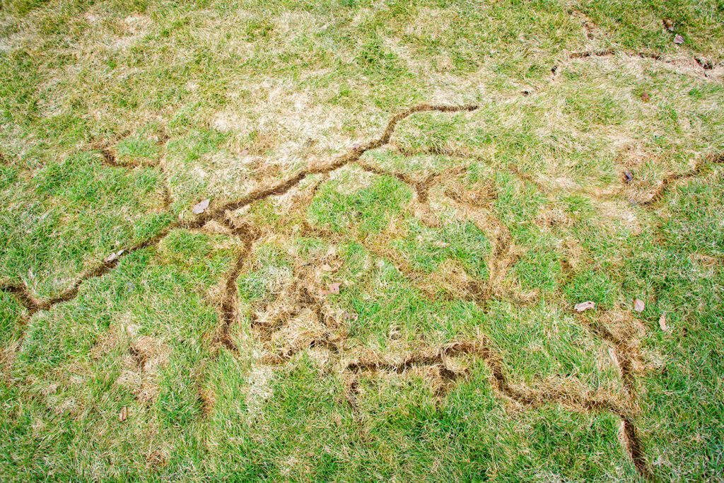 Vole, mole and gopher removal in Ohio