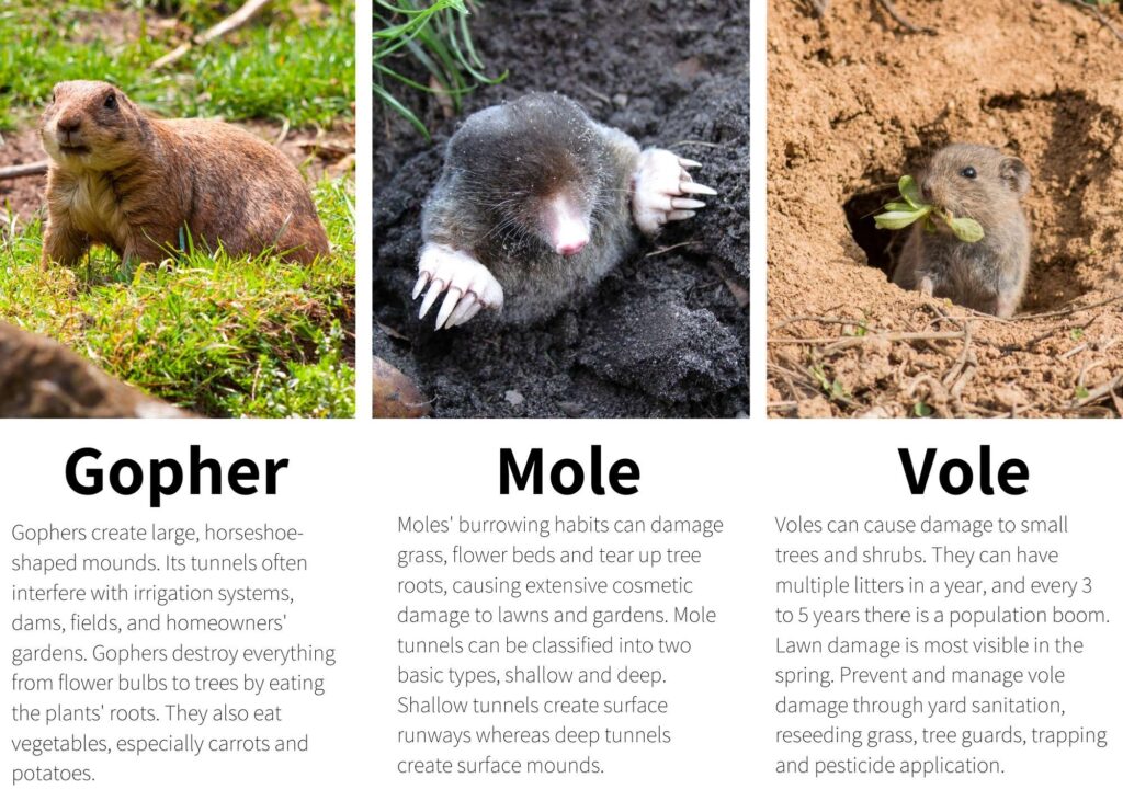 moles, voles and gophers -what's the difference