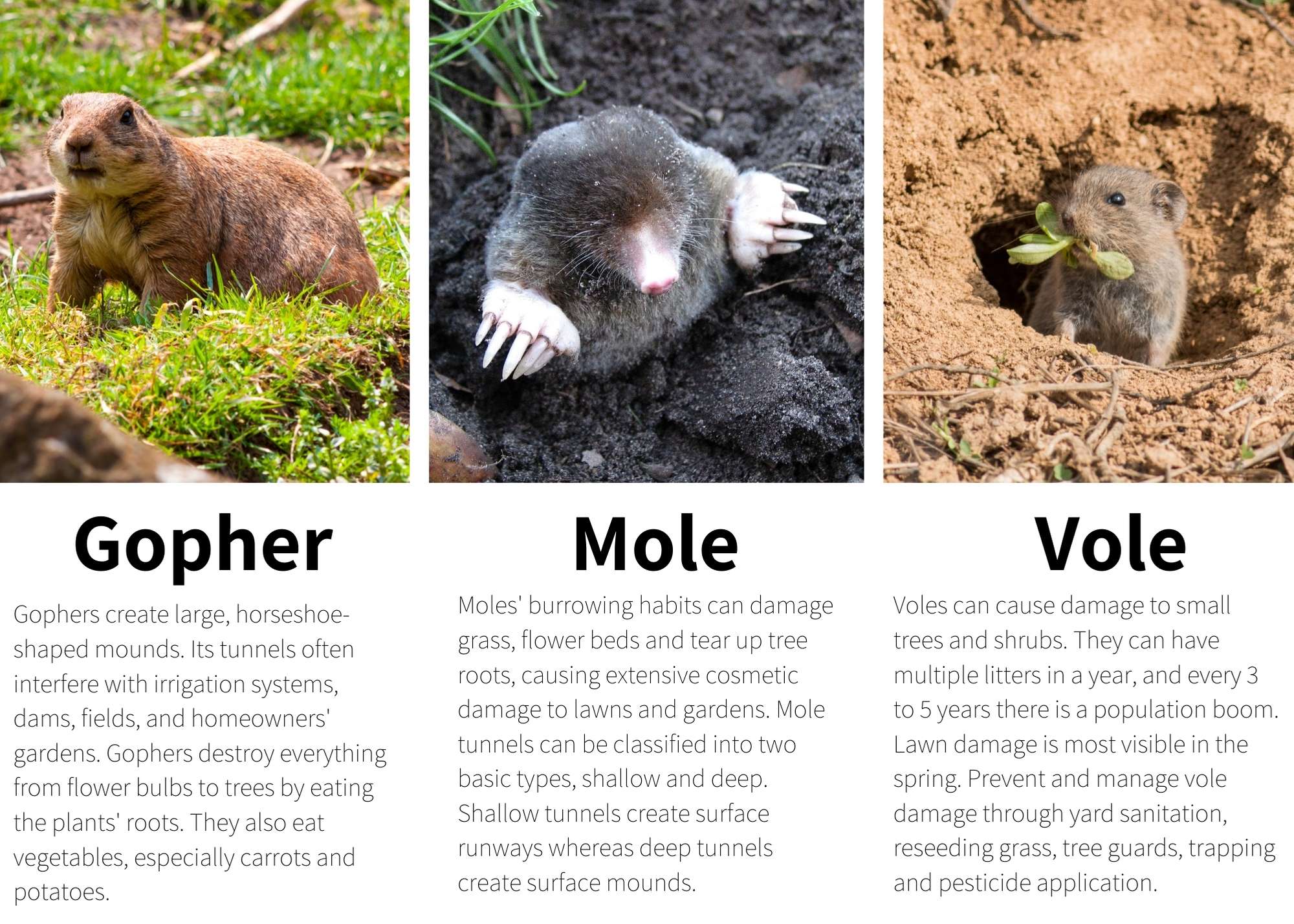 gopher-mole-vole-identification - Xceptional Wildlife Removal