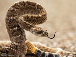 rattlesnake removal, snake removal