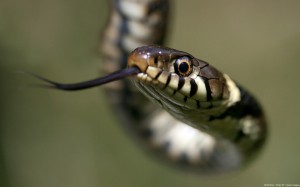 snake control, snake removal, wildlife services