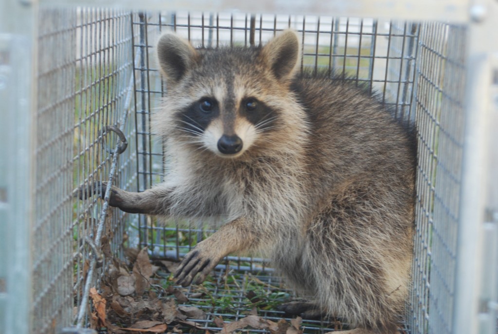 Wildlife Control Services, Animal & Wildlife Removal