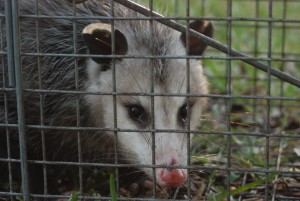 possom removal, opossum trapping, humane