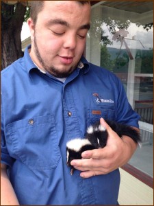 baby skunks, wildlife removal pros