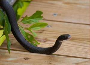 black snake removal, sblack snake control