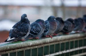 pigeon, bird removal