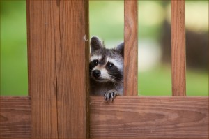 Raccoon on Porch