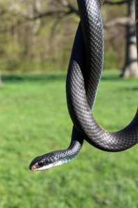 black racer snake, snake removal