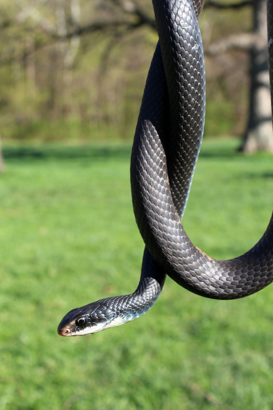 black racer dc black racer dc