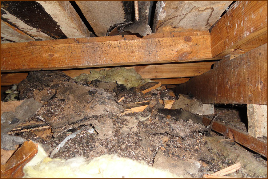 damaged home insulation from bats, wildlife, squirrels