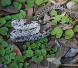 Highland Lakes Snake Removal