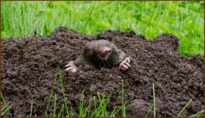 mole, vole removal services