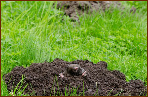 Bowie Mole Trapping