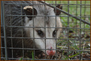 possom removal, opossom trapping
