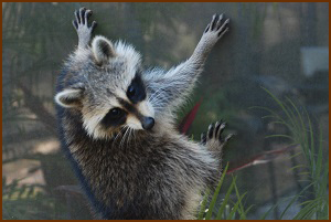 Raccoon on Pool Screen Enclosure