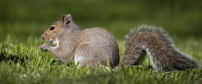 squirrel removal