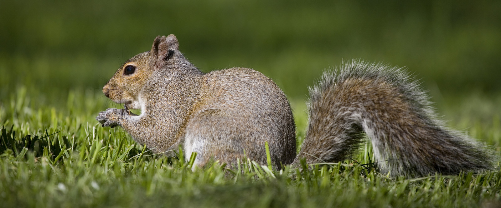 Squirrel Removal Ohio - Xceptional Wildlife Removal