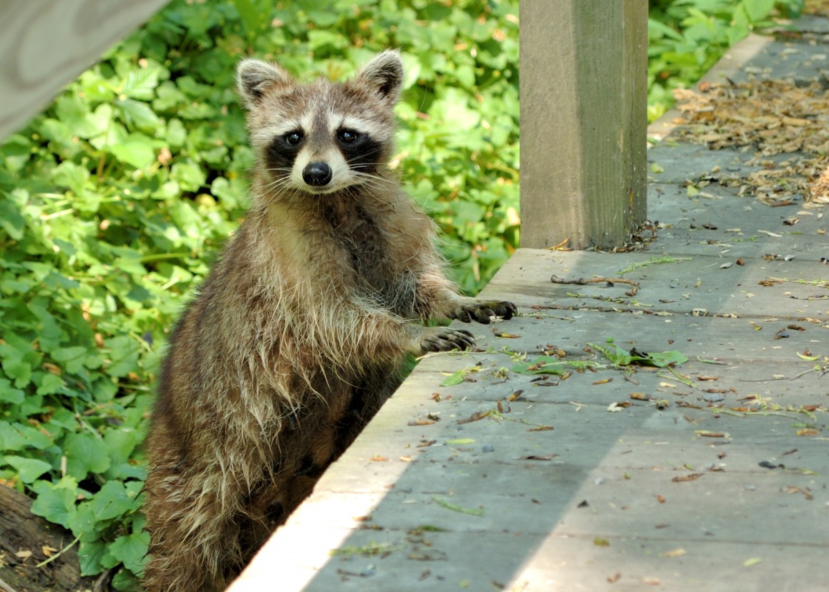 Ohio Wildlife Control | Animal Removal | Pest Control Services