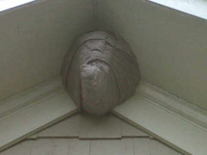 Hornets Nest