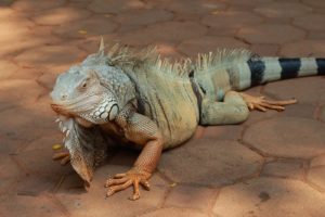 Iguana removal in Florida