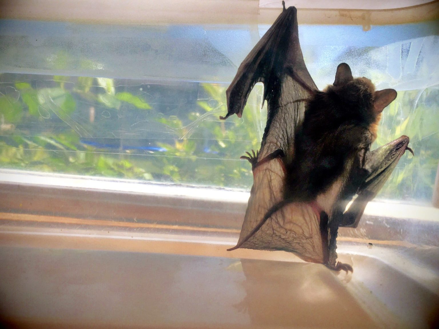 Bat Removal Richmond VA Wildlife Pros