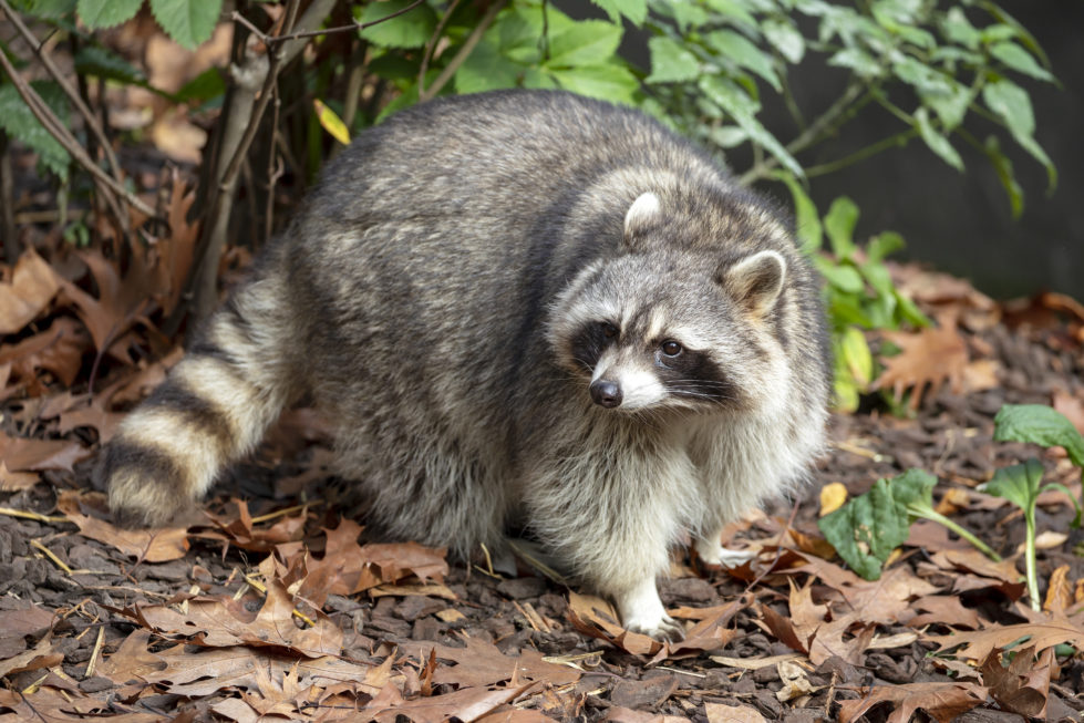 Raccoon removal, Xceptional, Wildlife Removal