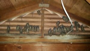 bats in an attic, texas