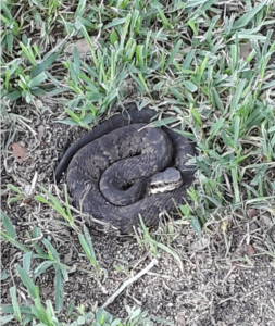 Cottonmouth snake, Wildlife Control, Removal Service
