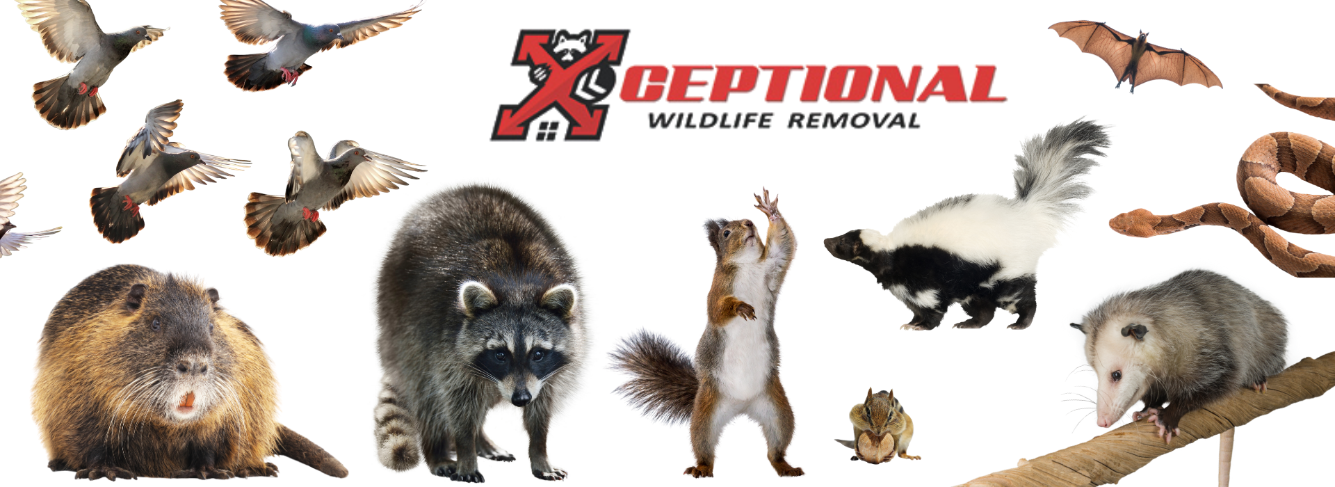 Contact Us Pest Control & Wildlife Removal - Xceptional Wildlife Removal