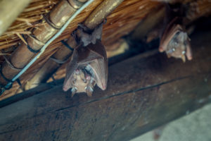 bats in attic, bats in barn